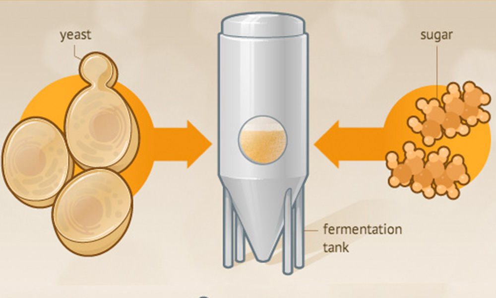 Influence de l'autolyse des levures sur l'arôme de la bière